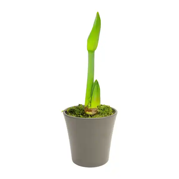 Bild 3 von GARDENLINE Amaryllis im Keramiktopf