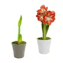 Bild 1 von GARDENLINE Amaryllis im Keramiktopf
