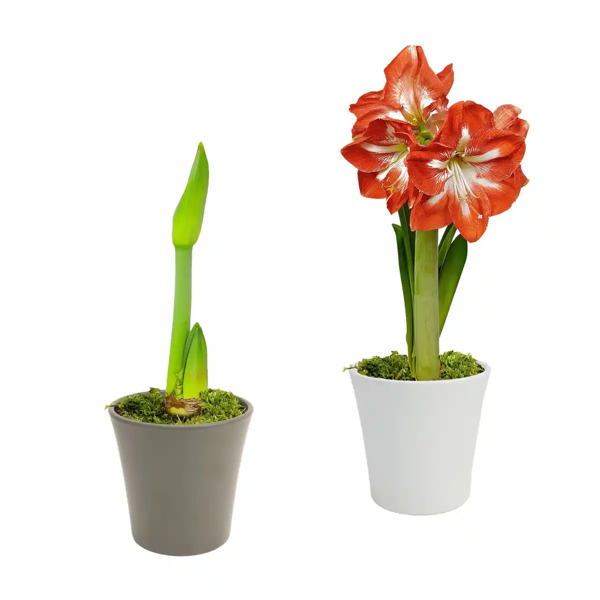 Bild 1 von GARDENLINE Amaryllis im Keramiktopf