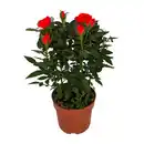 Bild 2 von GARDENLINE Topfrose
