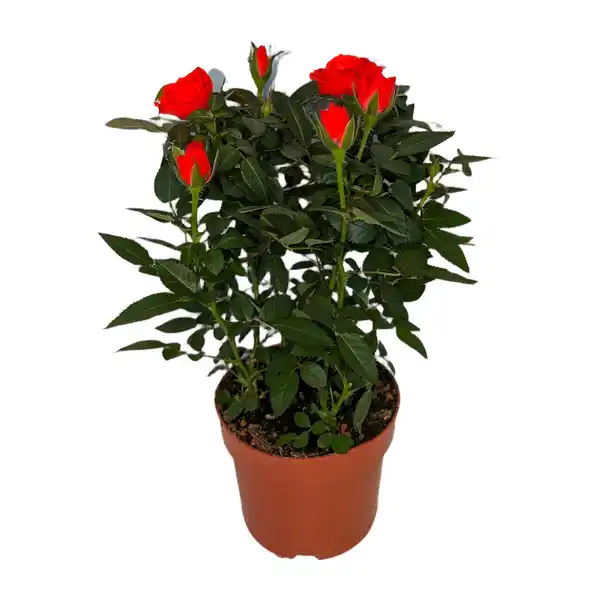 Bild 2 von GARDENLINE Topfrose