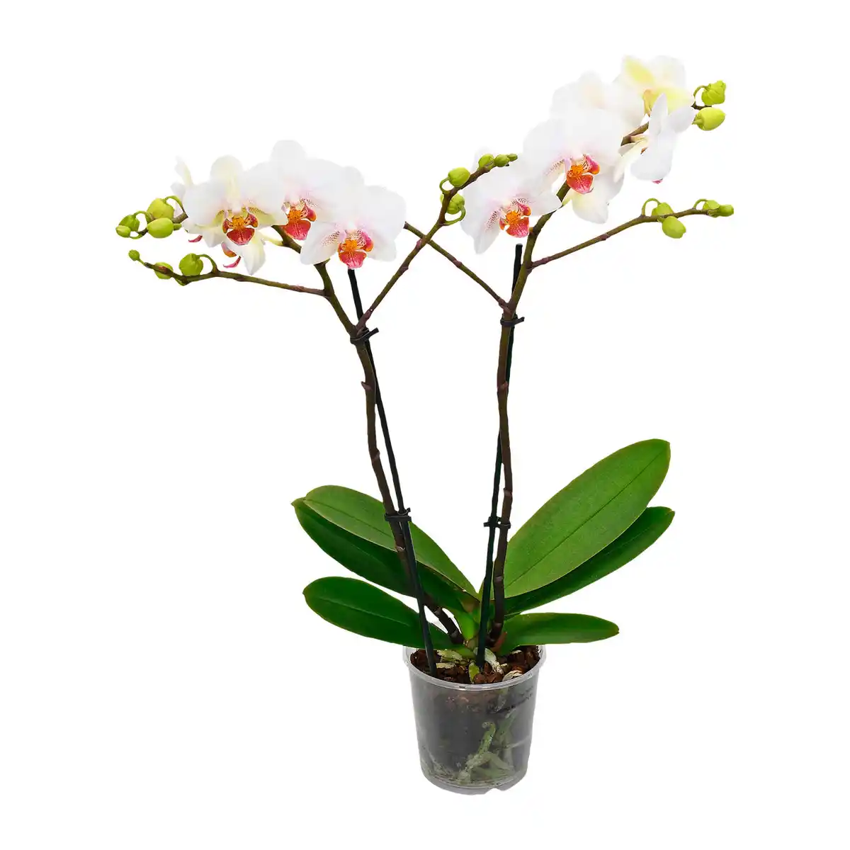 Bild 3 von GARDENLINE Phalaenopsis