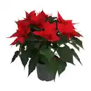Bild 2 von GARDENLINE Weihnachtssternbusch