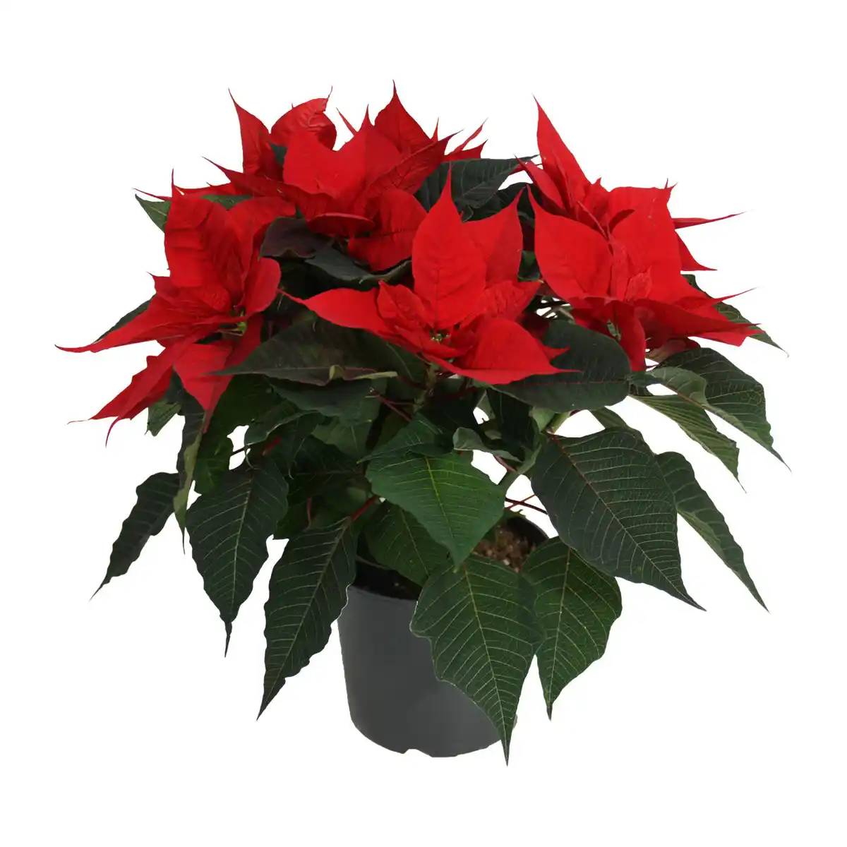 Bild 2 von GARDENLINE Weihnachtssternbusch