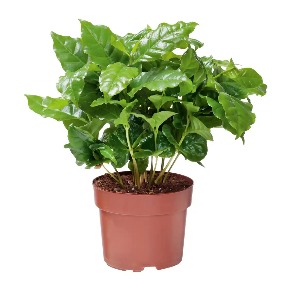 Bild 4 von GARDENLINE Grünpflanze