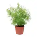 Bild 2 von GARDENLINE Grünpflanze