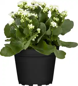 Kalanchoe Flammendes Käthchen Queen Mix 14 cm Topf
