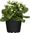 Bild 1 von Kalanchoe Flammendes Käthchen Queen Mix 14 cm Topf