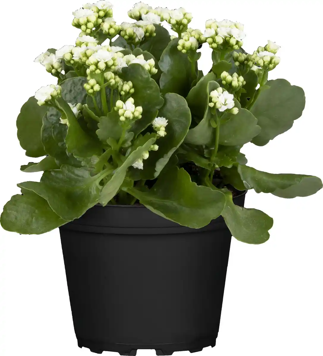 Bild 1 von Kalanchoe Flammendes Käthchen Queen Mix 14 cm Topf