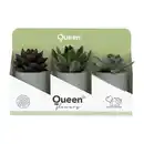 Bild 2 von GARDENLINE Sukkulenten Queen®