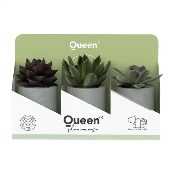 Bild 2 von GARDENLINE Sukkulenten Queen®