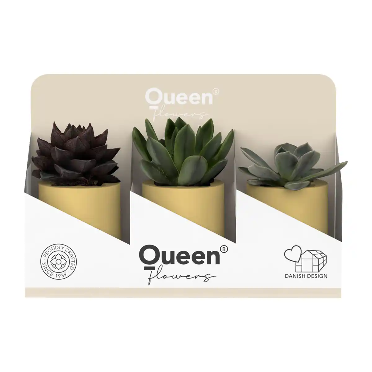 Bild 4 von GARDENLINE Sukkulenten Queen®