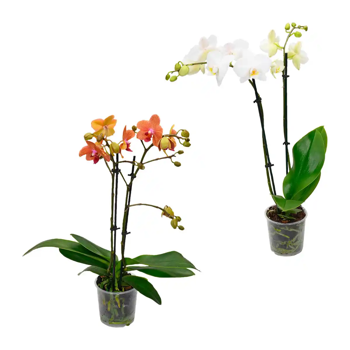 Bild 1 von GARDENLINE Phalaenopsis