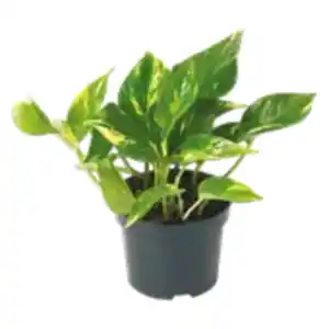 Efeutute „Scindapsus“ oder Philodendron