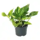 Bild 1 von Efeutute „Scindapsus“ oder Philodendron