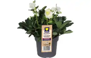 Christrose