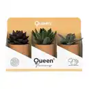 Bild 3 von GARDENLINE Sukkulenten Queen®