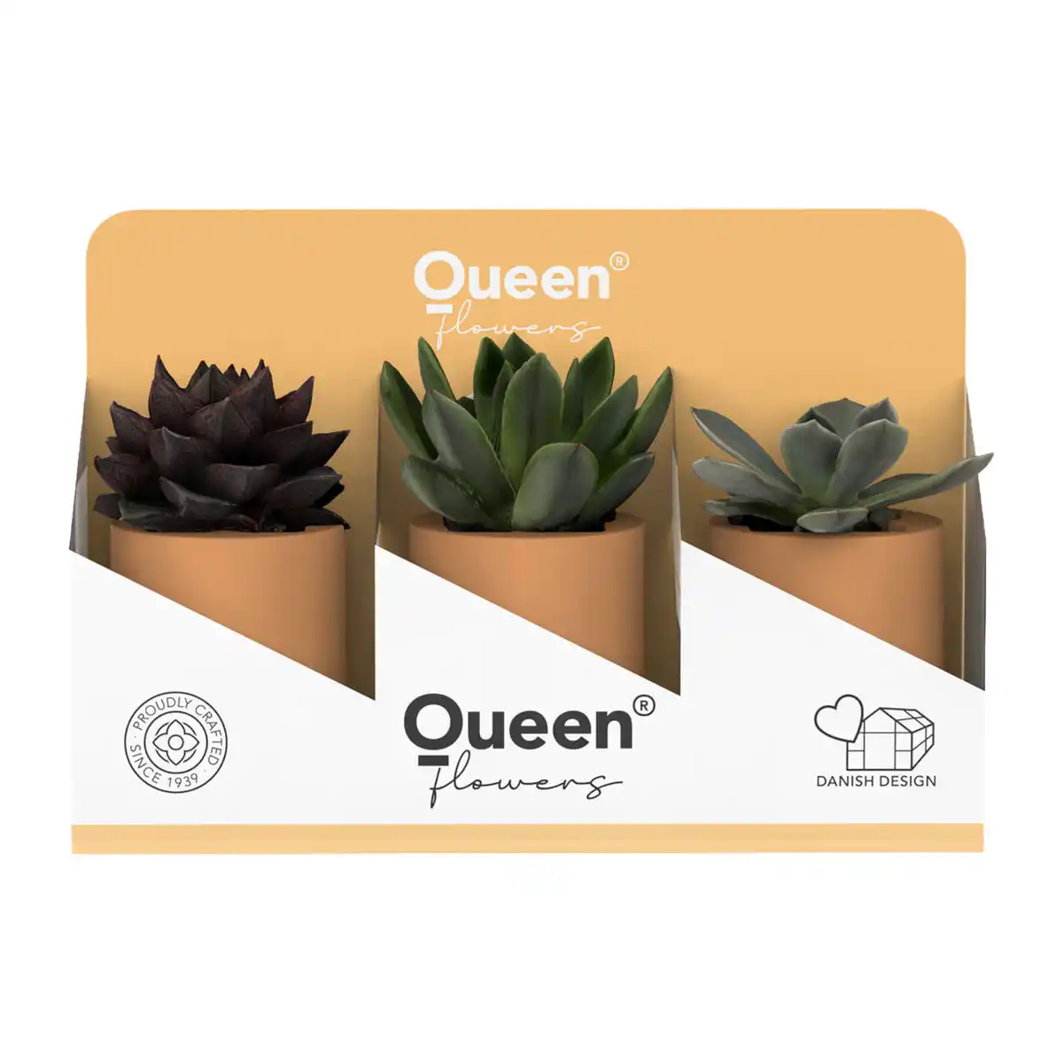 Bild 3 von GARDENLINE Sukkulenten Queen®