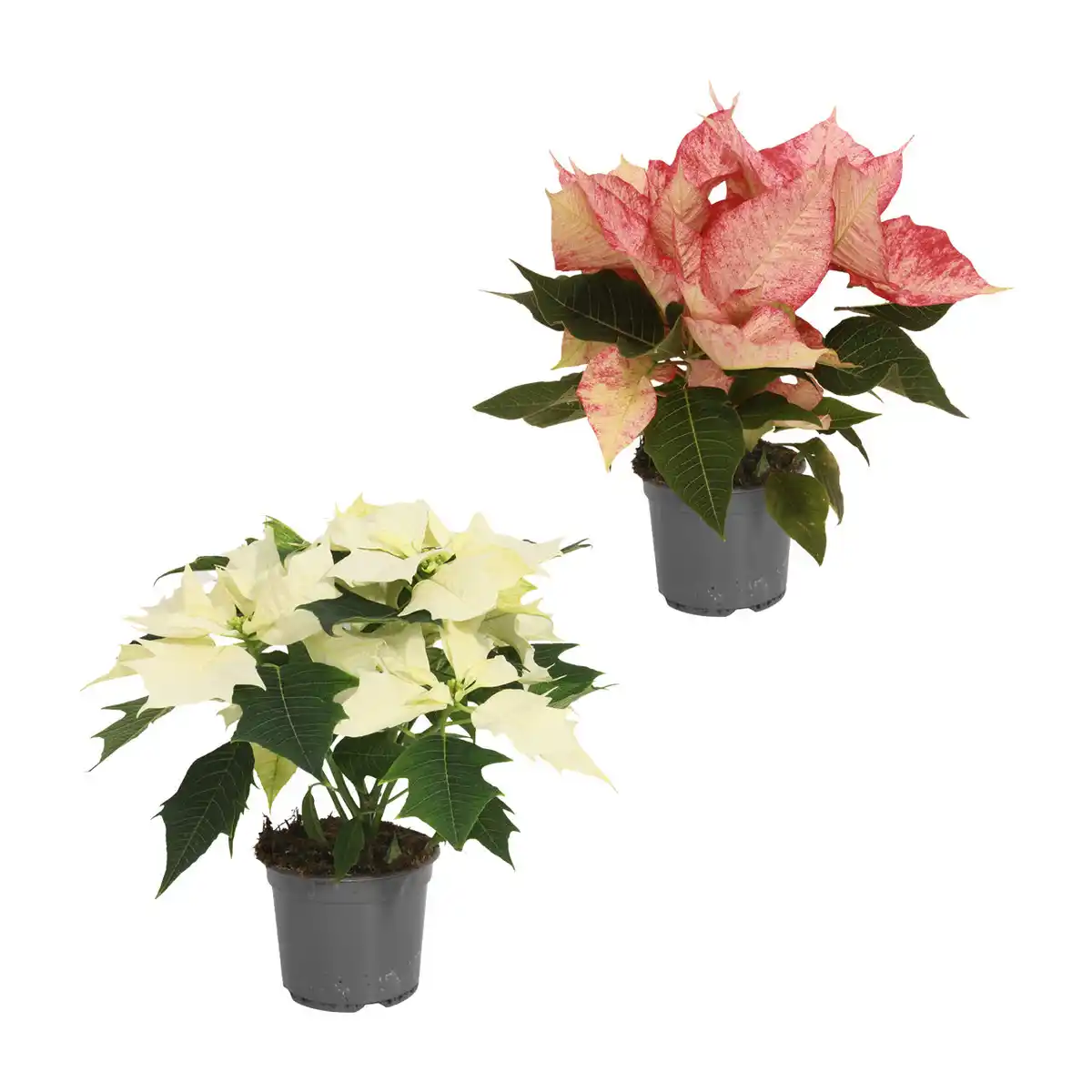 Bild 1 von GARDENLINE Weihnachtssternbusch