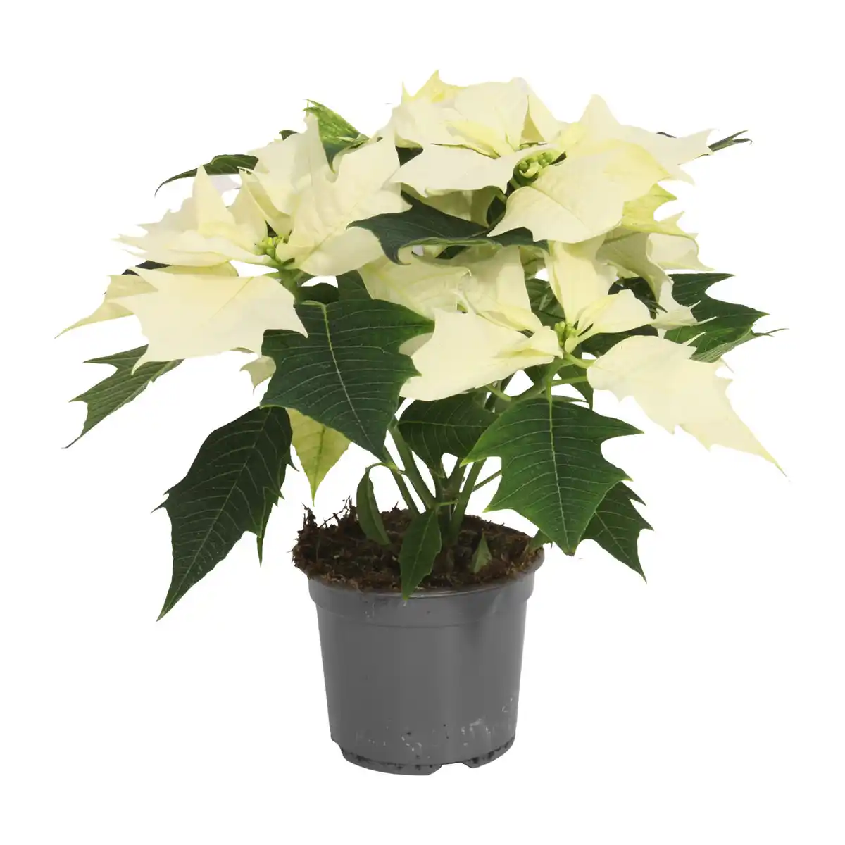 Bild 4 von GARDENLINE Weihnachtssternbusch