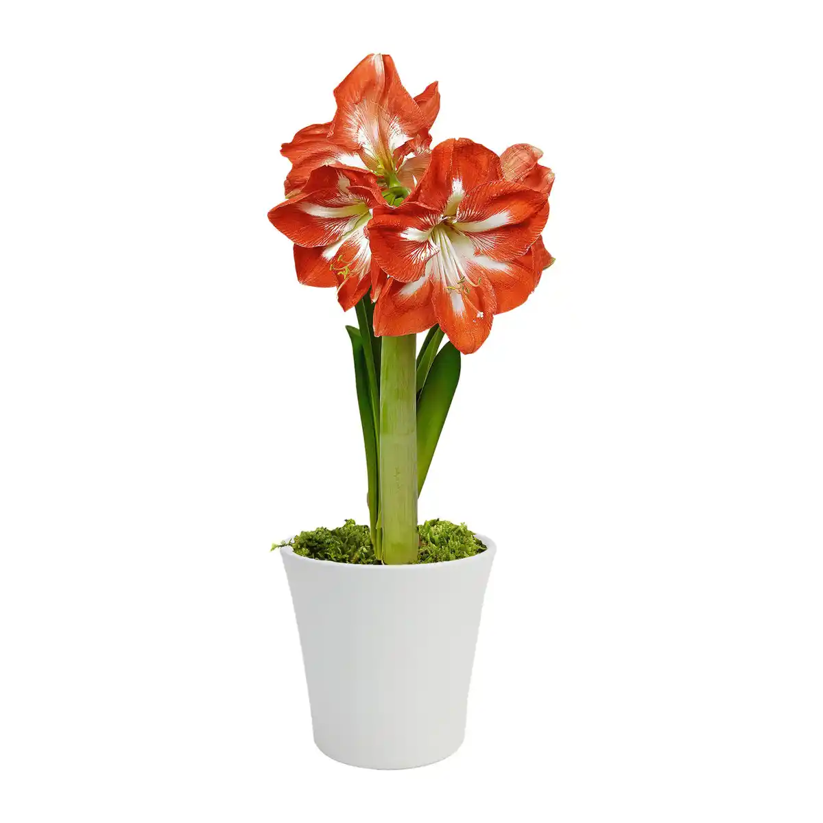 Bild 4 von GARDENLINE Amaryllis im Keramiktopf