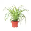 Bild 3 von GARDENLINE Grünpflanze