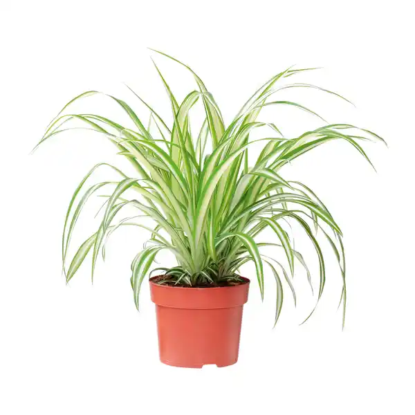Bild 3 von GARDENLINE Grünpflanze