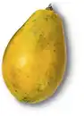 Bild 1 von Brasil./ghan. Papaya, Stück