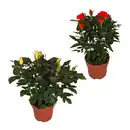 Bild 1 von GARDENLINE Topfrose