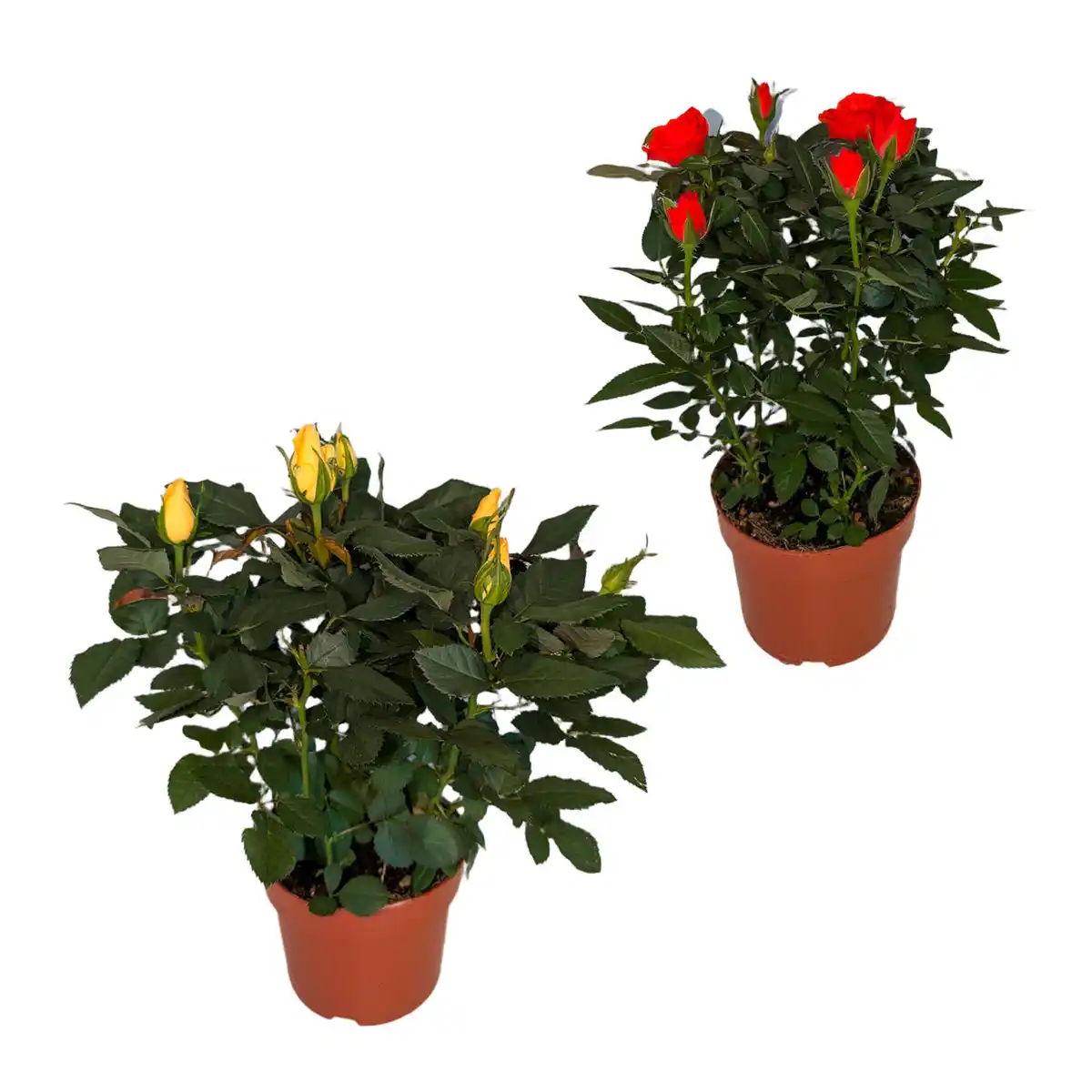 Bild 1 von GARDENLINE Topfrose