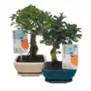 Bild 1 von Bonsai Mix, „Carmona retusa“ oder „Zelkova serrata“