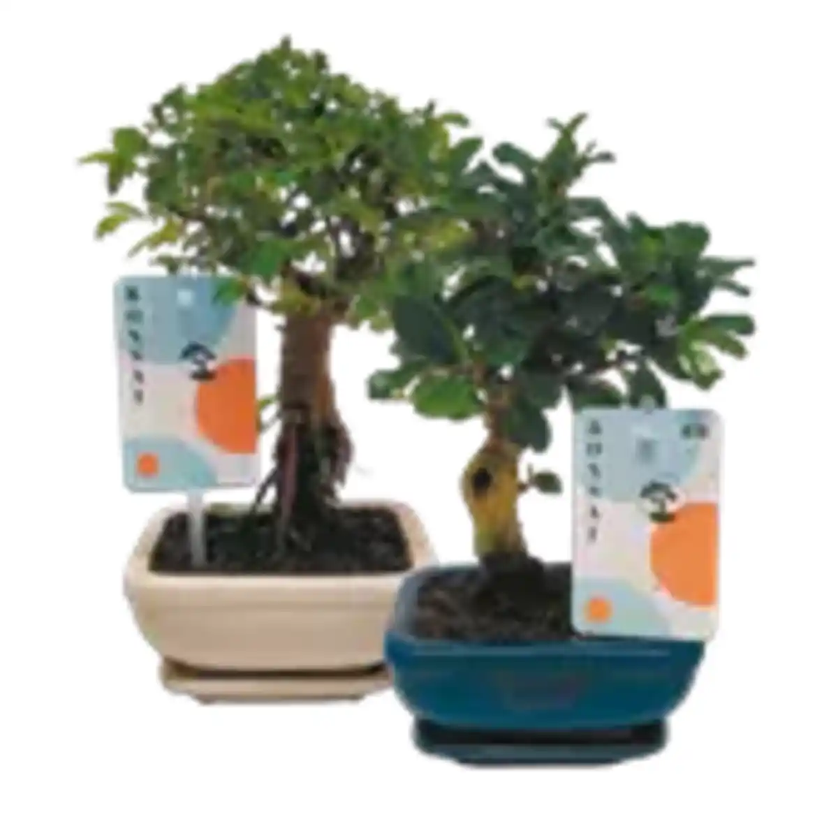 Bild 1 von Bonsai Mix, „Carmona retusa“ oder „Zelkova serrata“