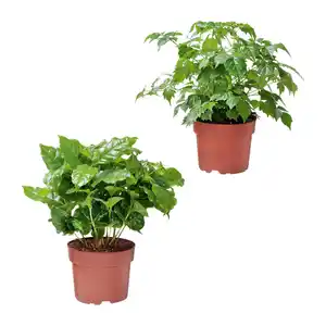GARDENLINE Grünpflanze