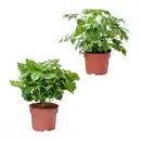 Bild 1 von GARDENLINE Grünpflanze