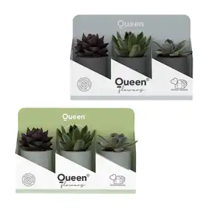 GARDENLINE Sukkulenten Queen®
