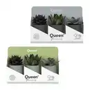 Bild 1 von GARDENLINE Sukkulenten Queen®