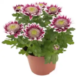 Chrysantheme »Elegant«