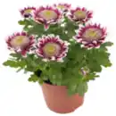 Bild 1 von Chrysantheme »Elegant«