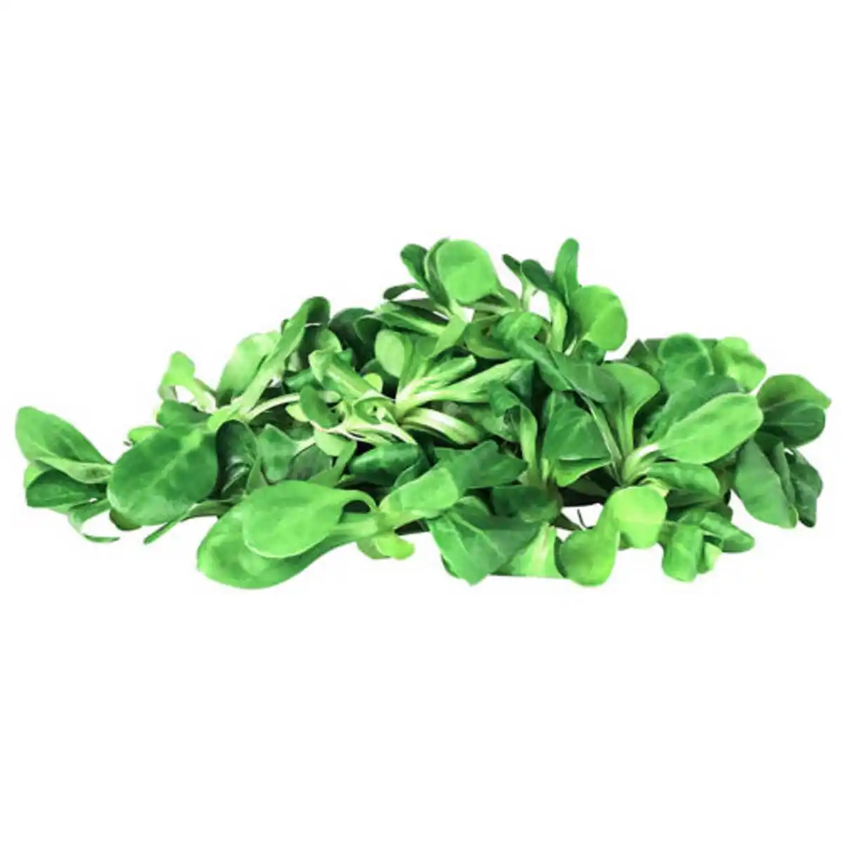 Bild 1 von BESTES AUS DER REGION Feldsalat 150 g
