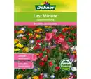 Bild 1 von Dehner Samen Blumenmischung 'Last Minute'