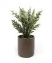 Bild 1 von Kunstblume Heidekraut