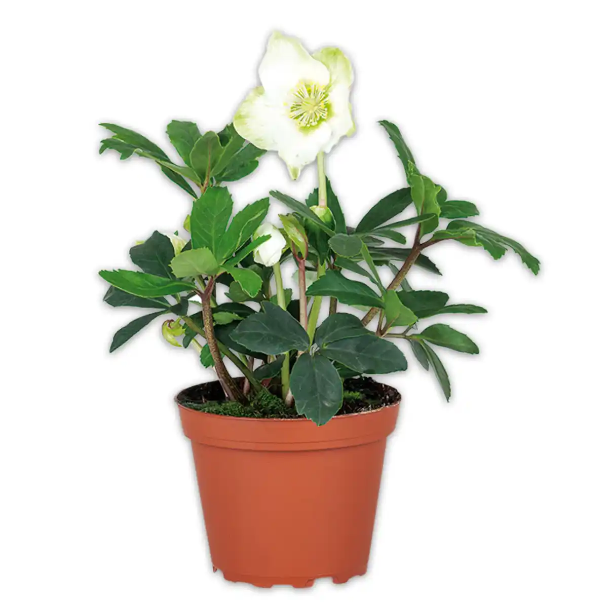 Bild 1 von Christrose "Helleborus"