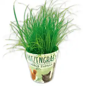 Katzengras