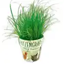 Bild 1 von Katzengras