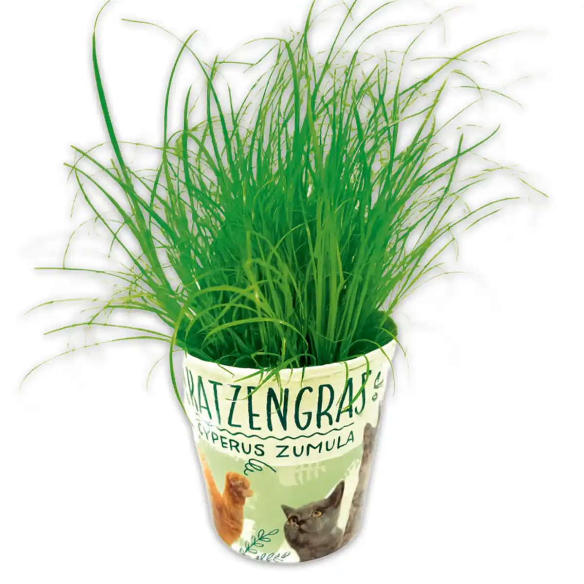 Bild 1 von Katzengras