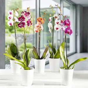 Orchidee Phalaenopsis