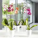 Bild 1 von Orchidee Phalaenopsis