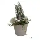 Bild 1 von GARDENLINE Scheinzypresse im Metaleimer