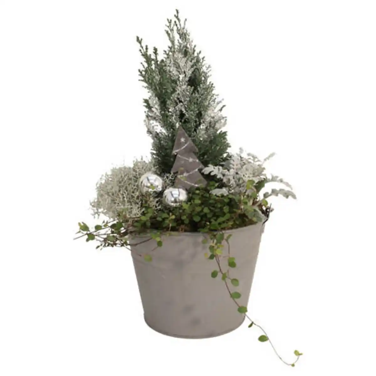 Bild 1 von GARDENLINE Scheinzypresse im Metaleimer