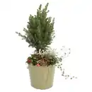 Bild 1 von GARDENLINE Zuckerhutfichte Metalleimer lackiert